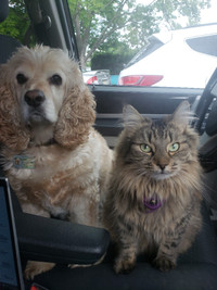 Paw Taxi! Reliable rides for your furry friends.