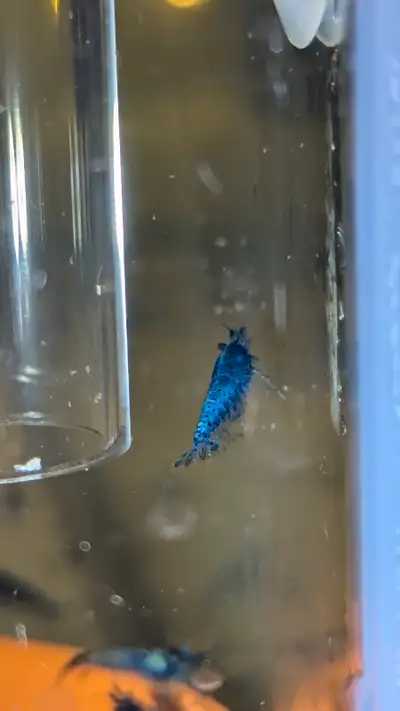 Crevette Neocaridina - Lots 10 Blue mix, View more