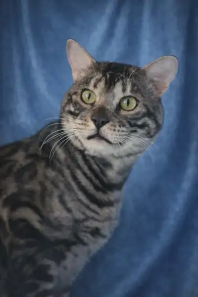 Quality Tica Registered Bengal Kittens, View more