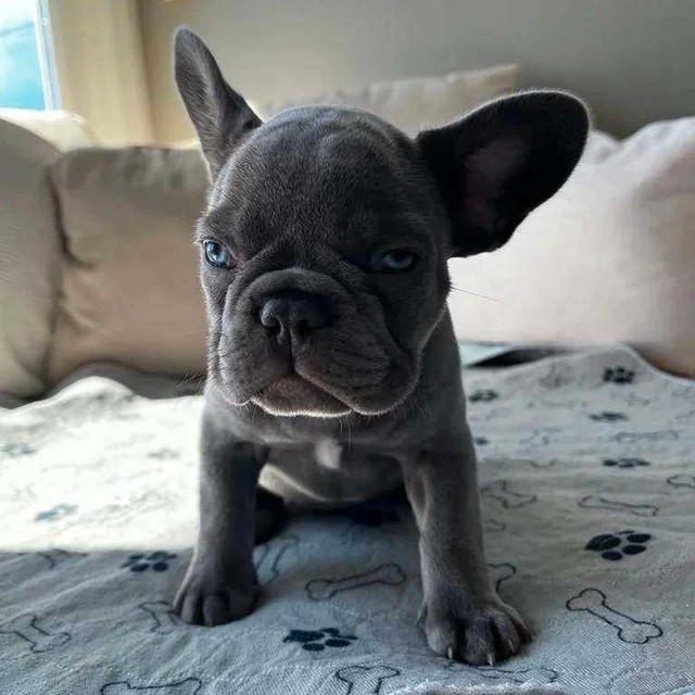 Registered French Bulldog in Dogs & Puppies for Rehoming in Abbotsford - Image 2