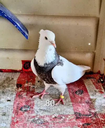 pigeons pigeons Iranian, View more
