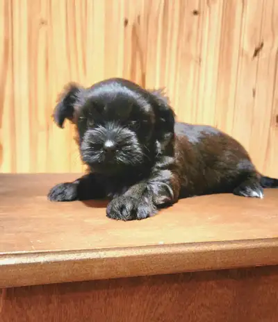 13 juillet-Chiots morkie mâles 4-5lbs lorsque adulte, View more