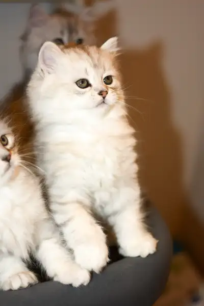 Gorgeous Persian Chinchilla kitten for a loving home, View more