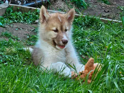 Ready to go: Gorgeous and playful northern dogs called Canadian Eskimo Dogs. They are known for thei...