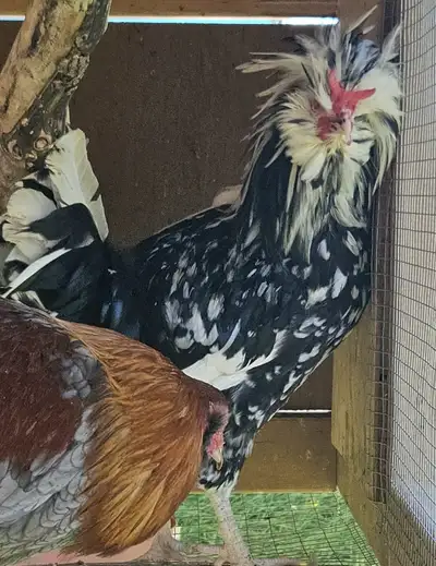 The Most Beautiful Rooster In The World, View more