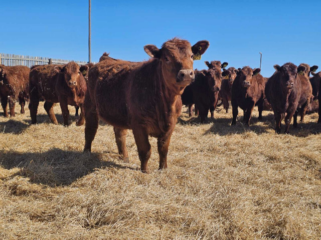 Fancy Red Angus Replacement Heifers in Livestock in Swift Current - Image 3