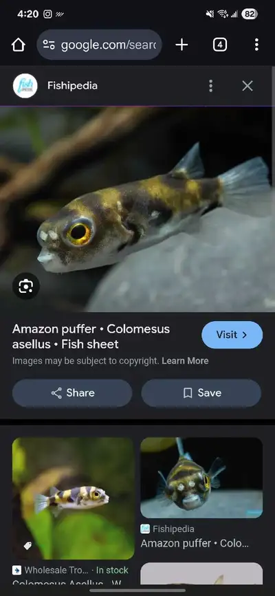 1" Amazon puffers , View more