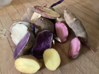 Organic seed potatoes