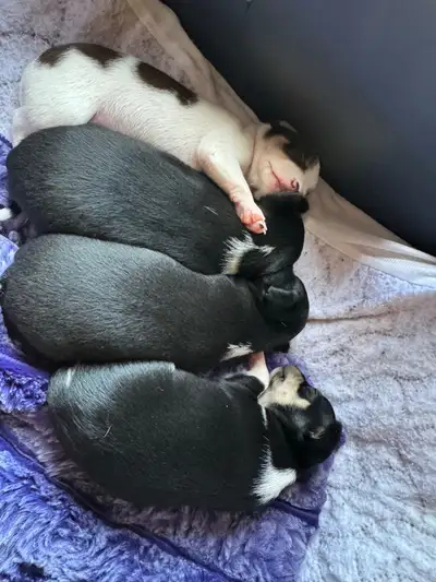 Born May the 4th. These out of this world puppies will steal your heart. 3 girls 2 boys. Will be rea...