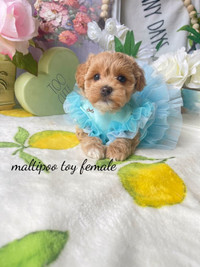 Adorable tiny tiny size poodle X puppies Maltipoo