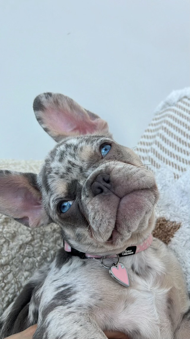 French Bulldog Merle - 7 months dans Chiens et chiots à adopter  à Ville de Montréal - Image 3