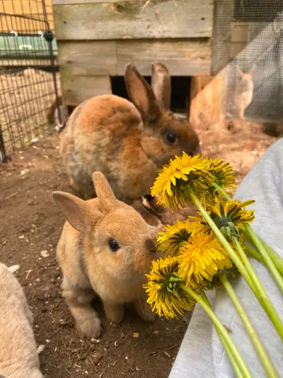 Adorable lapin Mini Rex, âgé de 10 semaines, disponible dès maintenant. Cette race est reconnue pour...
