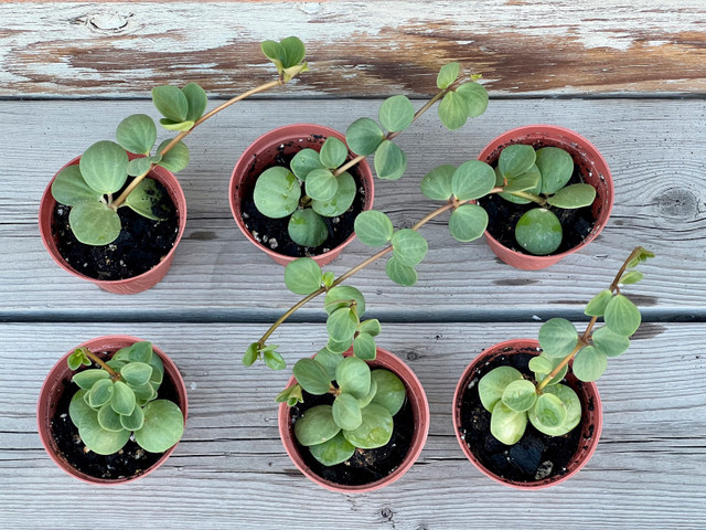 PEPEROMIA HOPE in Plants, Fertilizer & Soil in Calgary