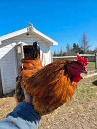 Easter Egger Rooster SOLD pending pickup