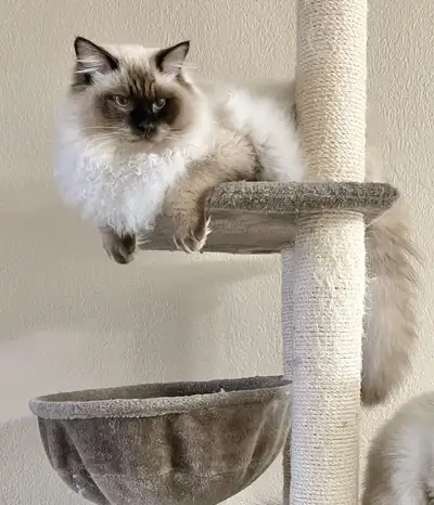 Male Ragdoll Kitten. $800, View more