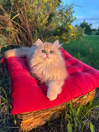 British Longhair NY12  fluffy boy, View more