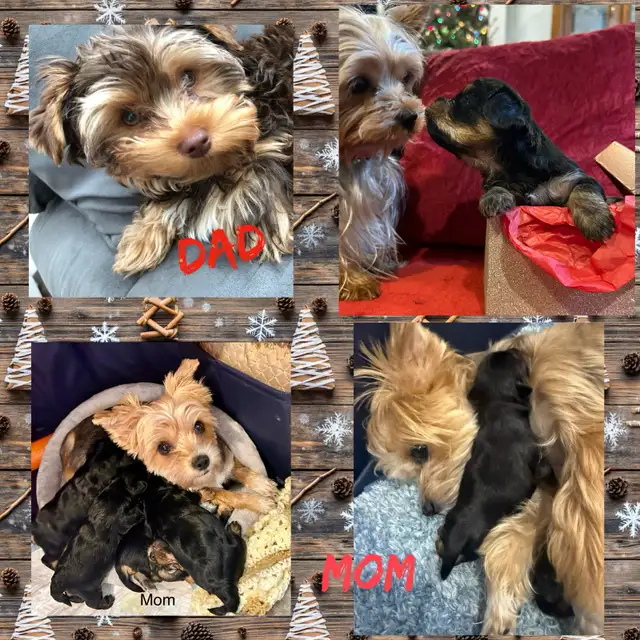 2 Yorkie/Biewer Pups Ready to Go in Dogs & Puppies for Rehoming in Markham / York Region - Image 11