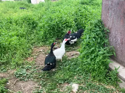 Muscovy Trio, View more