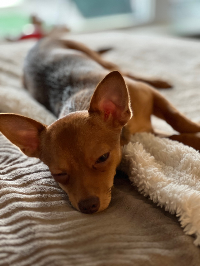 Chihuahua for sale in Dogs & Puppies for Rehoming in Bedford - Image 2