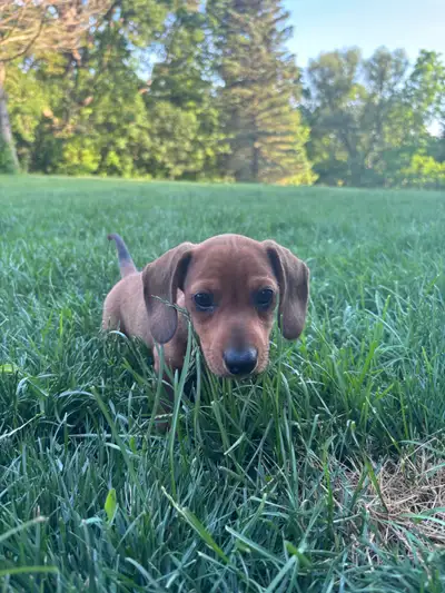 Miniature Dachshund Puppies!!! 1 LEFT!!, View more
