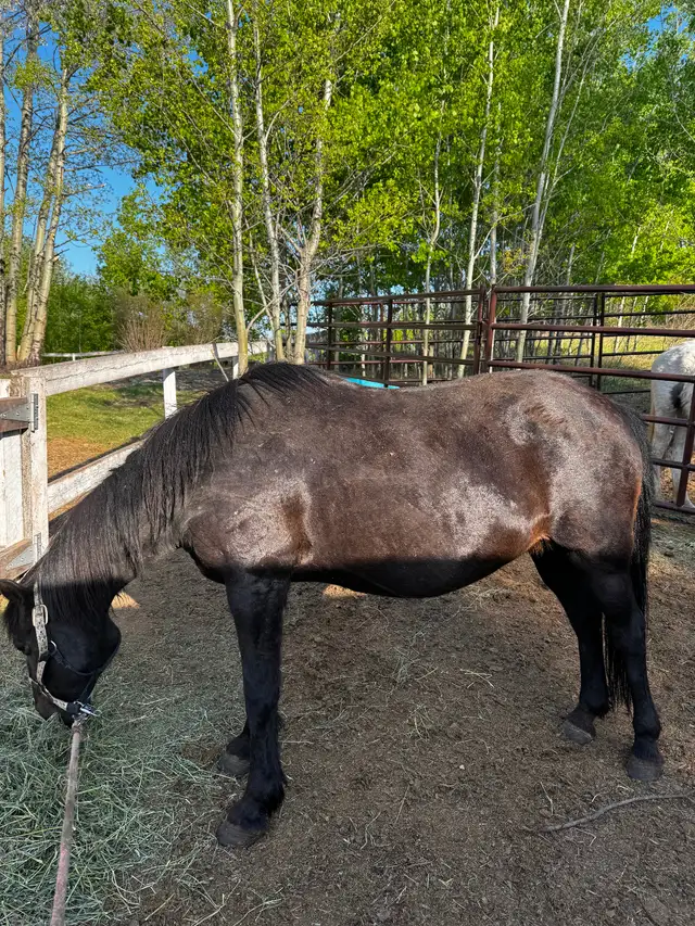 7yr pony mare in Horses & Ponies for Rehoming in Edmonton - Image 3