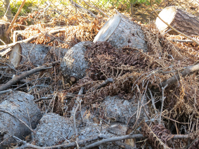 BOIS À DONNER dans Objets gratuits  à Saguenay