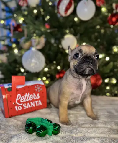 Ready to go. Top Quality Frenchtons, View more