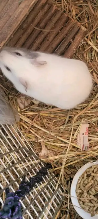 Two male guinea pigs in need of a home. Sweet boys. One is about 3 months and the other is around a...