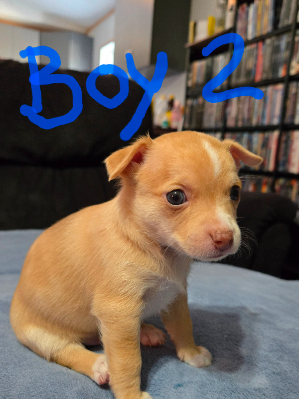 Beautiful Chihahua Puppies in Dogs & Puppies for Rehoming in St. Albert - Image 2