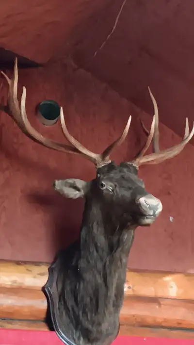 Elk Horns and Head Mount, View more