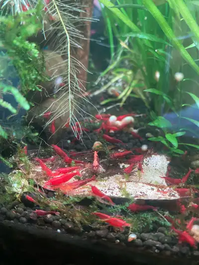 Bloody marry shrimp high grade, View more