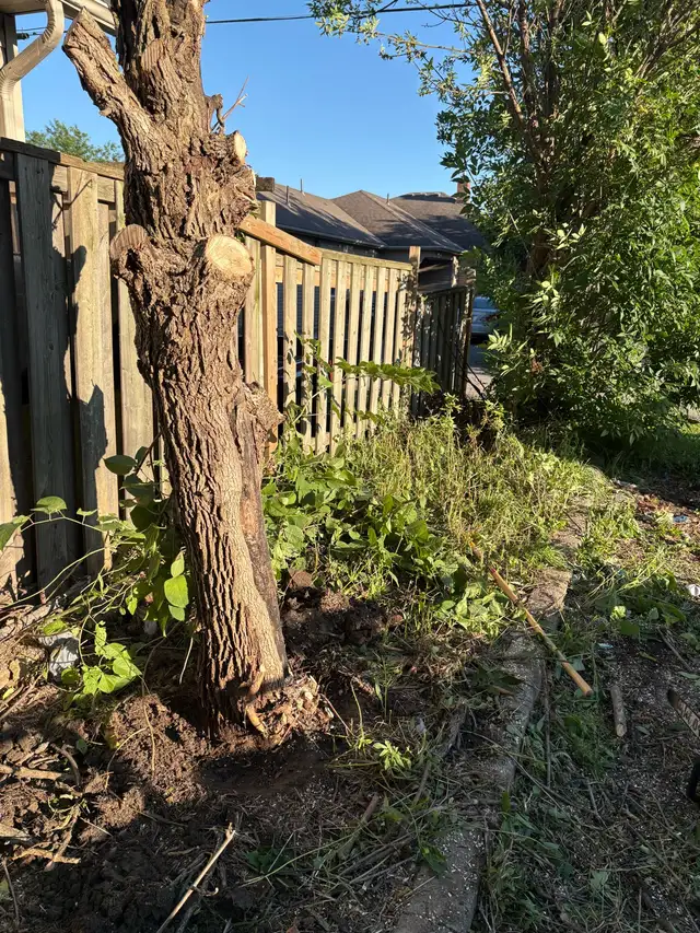 Tree Cutting & Removal