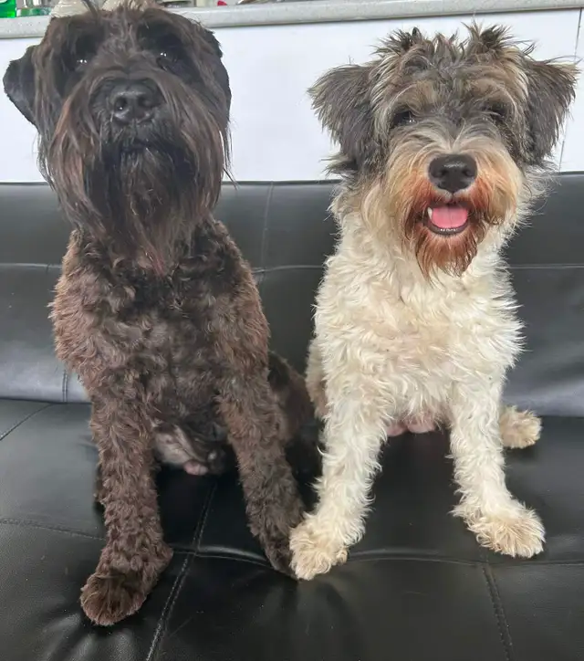 Miniature Schnauzer Puppies in Dogs & Puppies for Rehoming in London - Image 6