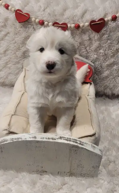 Siberian husky/Samoyed mix puppies, View more