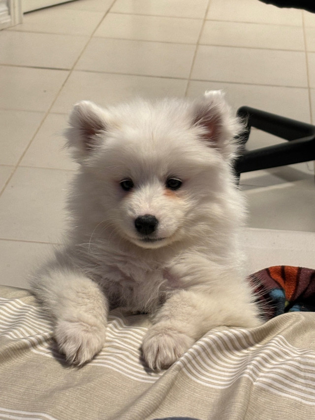 samoyed puppy in Dogs & Puppies for Rehoming in Markham / York Region