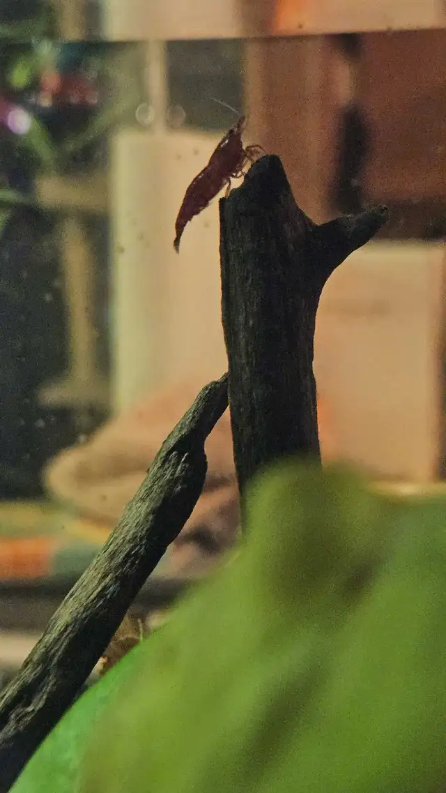 Neo shrimp - fire red, sunkist and yellow mixed in Fish for Rehoming in Richmond - Image 3