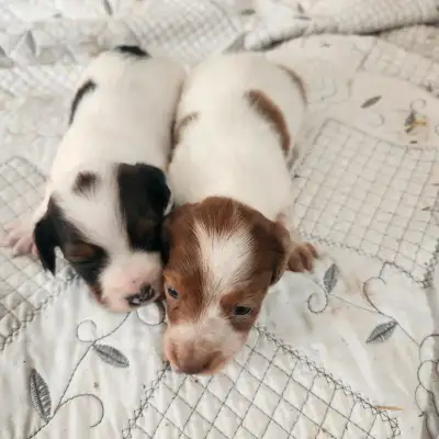 Long haired piebald miniture dachshund, View more