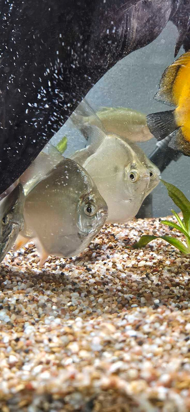 Silver dollars in Fish for Rehoming in Belleville - Image 2
