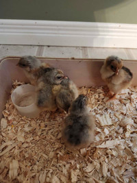 Blue laced red wyandotte 