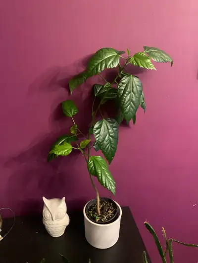 Double Petal Hibiscus booms Red flowers , View more
