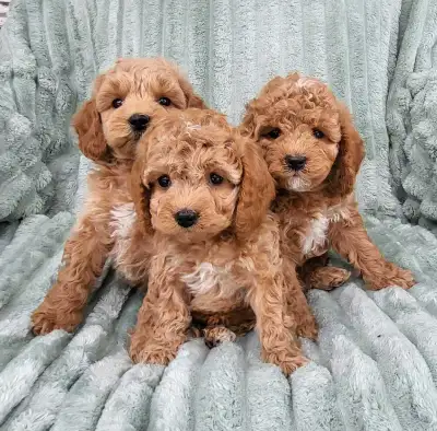 *ALL SOLD* Mini Cockapoo Puppies/Cocker Spaniel & Toy Poodle Mix, View more