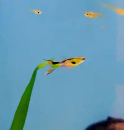 Black bar endlers, View more