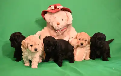 Our boys are waiting to meet you Smokey (pic 2) , Baloo(pic 3), Fozzie (pic 4), Paddington (pic 5) a...