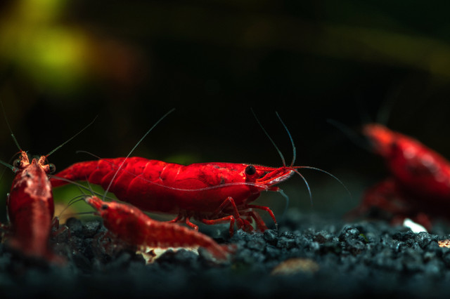 Premium Cherry  Shrimps ( Painted Fire Reds / Blue Dreams / etc) in Fish for Rehoming in North Shore - Image 3