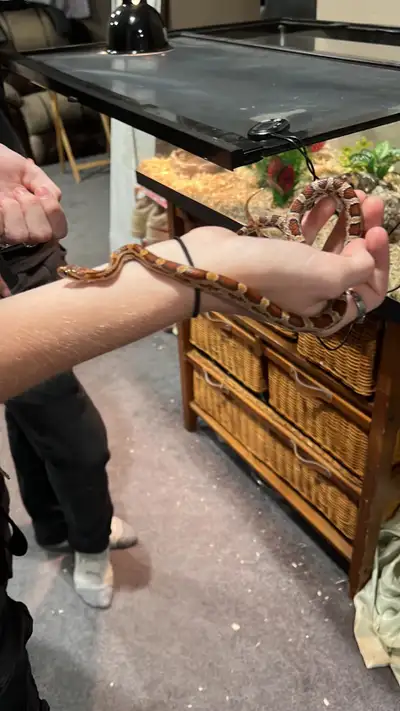 Hey Everyone we have a super cool corn snake we have to find a new loving home for, he’s friendly an...