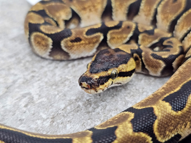 2023 Female Calico Enchi Ball Python in Reptiles & Amphibians for Rehoming in Markham / York Region - Image 2