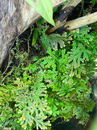 Spike moss (Selaginella spp.) carpeting terrarium plant 