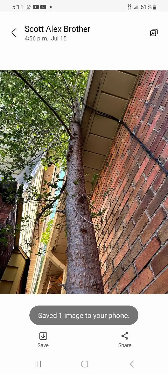 Tree Removal, Branch Removal Tree Cutting Service and Han in Lawn, Tree Maintenance & Eavestrough in Hamilton - Image 10