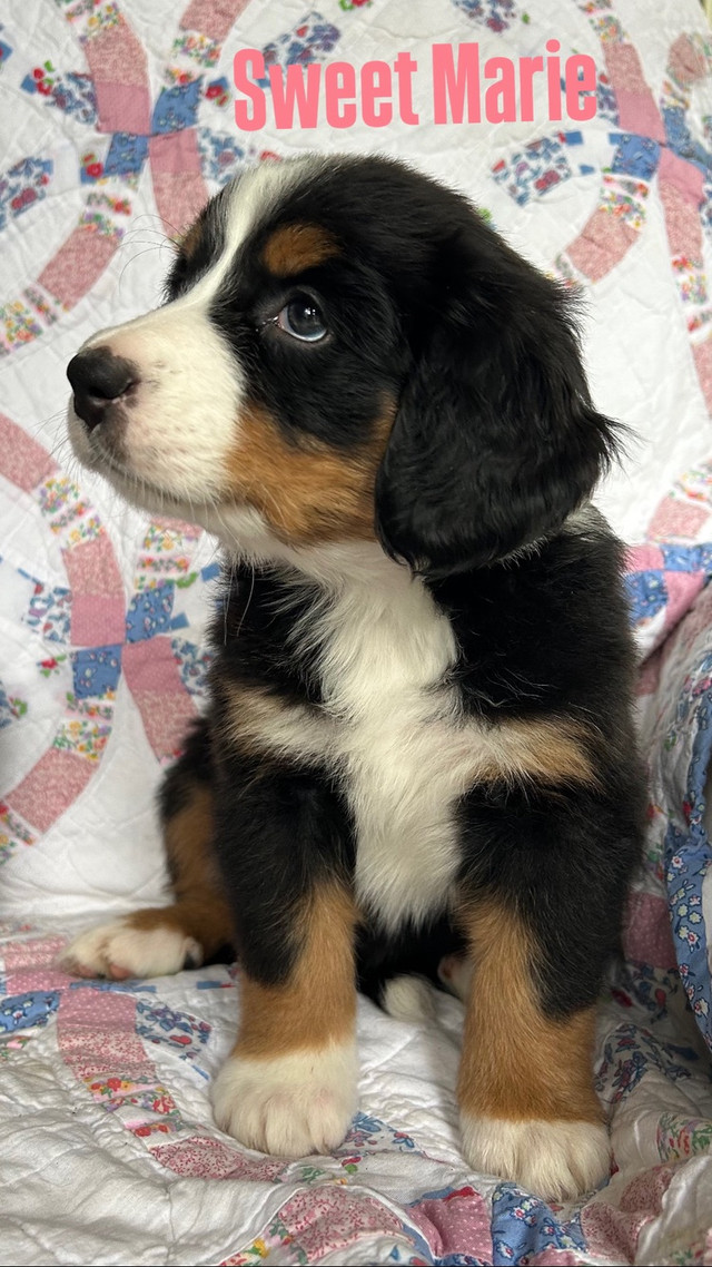 Bernese Mountain Dog Puppies in Dogs & Puppies for Rehoming in Edmonton