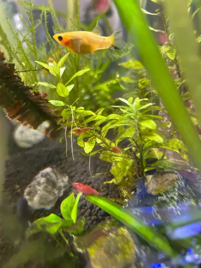 Cherry Shrimp - Out of stock for now, View more